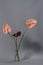 Beautiful pink and dark red blossoming Anthurium flowers on gray background, close-up view