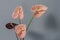 Beautiful pink and dark red blossoming Anthurium flowers on gray background, close-up view