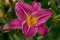 Beautiful pink day lily flower head against a green bokeh background