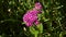 Beautiful pink dianthus flowers bloom in summer garden.