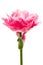 Beautiful pink double peony tulip