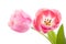 Beautiful pink Dutch tulips
