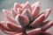 Beautiful pink echeveria cactus  close-up macro soft focus