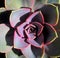 Beautiful pink echeveria succulent flower leaves