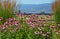 Beautiful pink echinacea garden