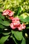 Beautiful pink Euphorbia or Crown of Thorns flower