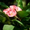 Beautiful pink Euphorbia or Crown of Thorns flower