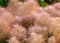 Beautiful pink European Smoketree Cotinus coggygria flower fragment, flower texture