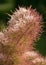 Beautiful pink European Smoketree Cotinus coggygria flower fragment, flower texture