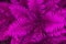 Beautiful pink fern or bracken leaves texture close up