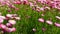The Beautiful pink field of daisy flowers at a botanical garden in the spring season moving by a warm spring breeze.