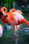 Beautiful pink flamingo. Flock of Pink flamingos in a pond. Flamingos or flamingoes are a type of wading bird in the
