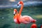 Beautiful pink flamingo. Flock of Pink flamingos in a pond. Flamingos or flamingoes are a type of wading bird in the