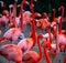 Beautiful pink flamingo. Flock of Pink flamingos in a pond. Flamingos or flamingoes are a type of wading bird in the