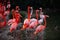 Beautiful pink flamingo. Flock of Pink flamingos in a pond. Flamingos or flamingoes are a type of wading bird in the