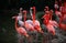 Beautiful pink flamingo. Flock of Pink flamingos in a pond. Flamingos or flamingoes are a type of wading bird in the