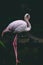Beautiful pink flamingo standing in the shallow waters of a lake grooming itself.