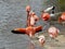 Beautiful pink flamingos with long legs in the water