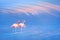 Beautiful pink flamingos on the water surface against the blue sky and pink clouds.