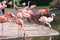 Beautiful pink flamingos in zoo