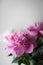 Beautiful pink flourished peonies bouquet on white background. Blooming flowers