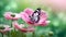 Beautiful pink flower anemones fresh spring morning on nature and fluttering butterfly on soft green background,