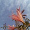 Beautiful pink flower blooming in the garden with white clouds in the blue sky background, low angle shots, nature photography