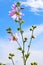Beautiful pink flower on blue sky background.