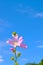 Beautiful pink flower on blue sky background.