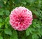 Beautiful Pink Flower/Botanical Gardens