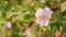 Beautiful pink flower on branch. Flowers of dog-rose rosehip growing in nature.