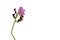 Beautiful pink flower of carnivorous plant of sundew family, latin name Drosera, on white background