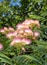 Beautiful pink flower clusters of a Persian Silk Tree in early summer