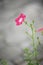 Beautiful pink flower and concrete background. Periwinkle flower.