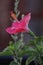 A beautiful  pink flower connected to green leaves including sharp depth of field