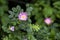 Beautiful pink flower of a field bush