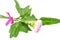 Beautiful pink flower with fresh green leaf tied by pink ribbin