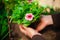 Beautiful pink flower in the garden being replanted by a woman. Hands of a garderner covering a small flower prepared to be put