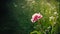 A beautiful pink flower in the garden with small raindrops.