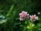 Beautiful pink flower with a green background