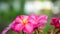 Beautiful pink flower in green blurry background. topical summer flower, background texture