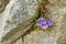 A beautiful pink flower growing on a mountain rock