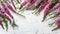 Beautiful pink flower heather frame (calluna vulgaris, erica, ling) on white rustic background