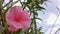Beautiful pink flower - Hermosa flor rosa