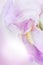 Beautiful pink flower Iris