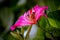 Beautiful pink flower:Phanera purpurea