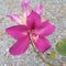 à¸ºBeautiful Pink Flower Phanera Purpurea, Orchid Tree, Butterfly Tree, Camel`s Foot and Hawaiian Orchid Tree.