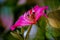 Beautiful pink flower:Phanera purpureaorchid tree,Hong Kong orchid tree,purple bauhinia,camel`s foot,butterfly tree,Hawaiian orch