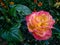 Beautiful pink flower of rose