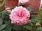 beautiful  pink flower rose in hongkong garden